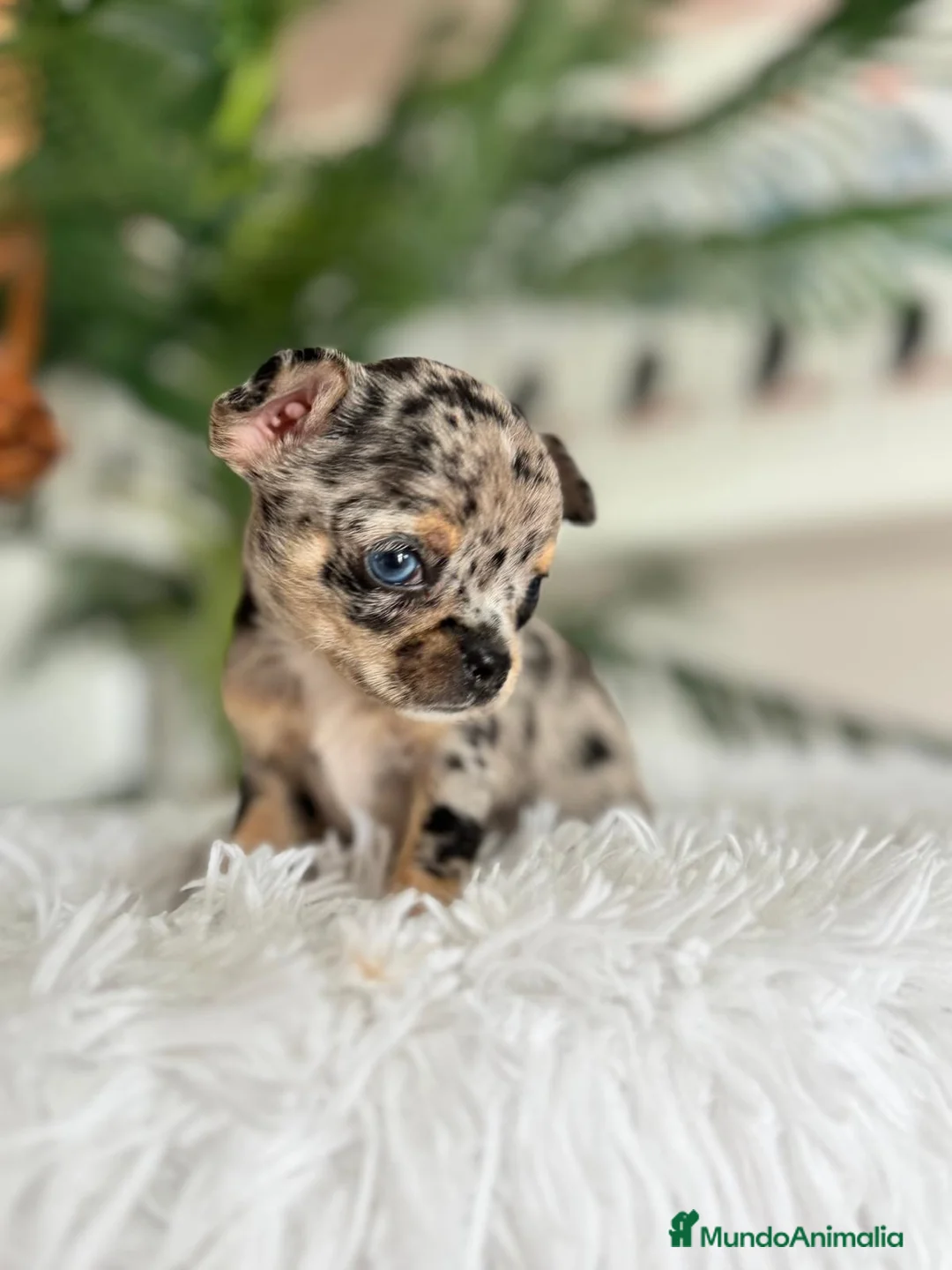 Chihuahua perros en venta: CHIHUAHUA MERLE - Anuncio 1