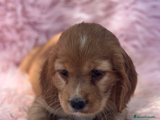 Cocker Spaniel Inglés perros - Anuncio 17