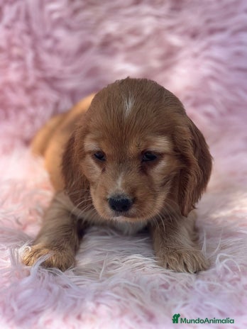 Cocker Spaniel Inglés perros - Anuncio 4