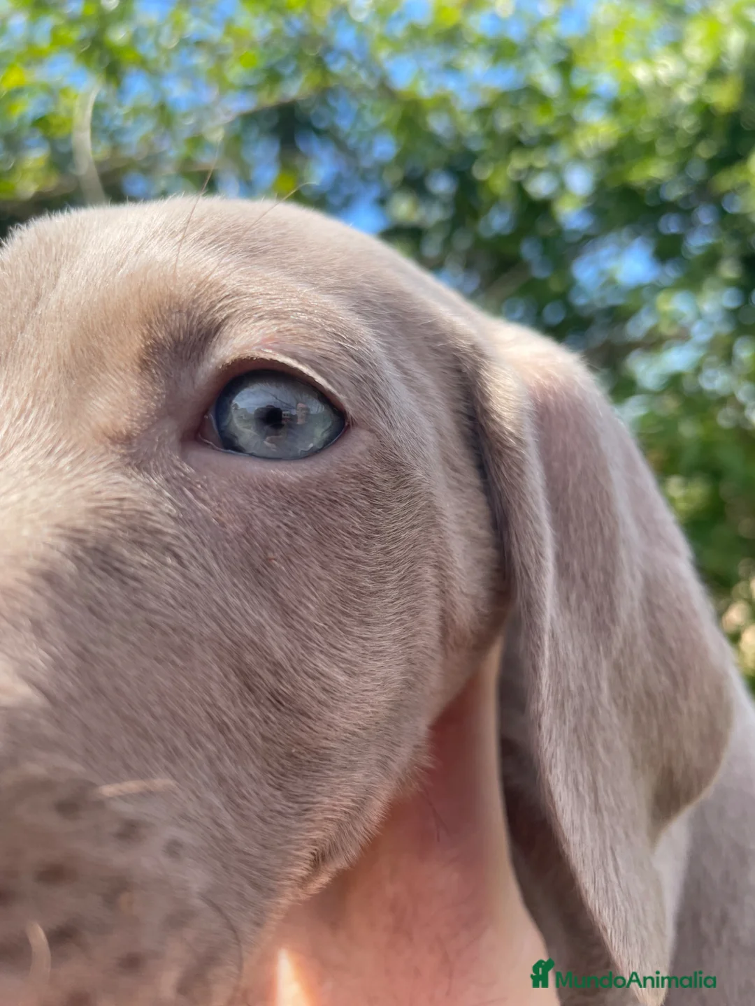 Weimaraner perros en venta: Braco de Weimar  - Anuncio 2