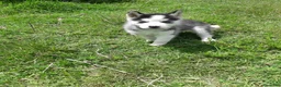 Husky Siberiano perros en venta: HUSKY BEBES  - Anuncio 4