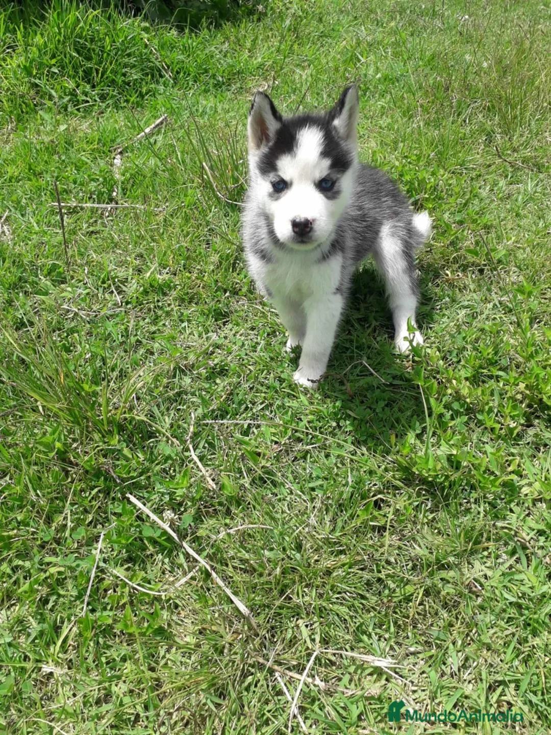 Husky Siberiano perros en venta: HUSKY BEBES  - Anuncio 4
