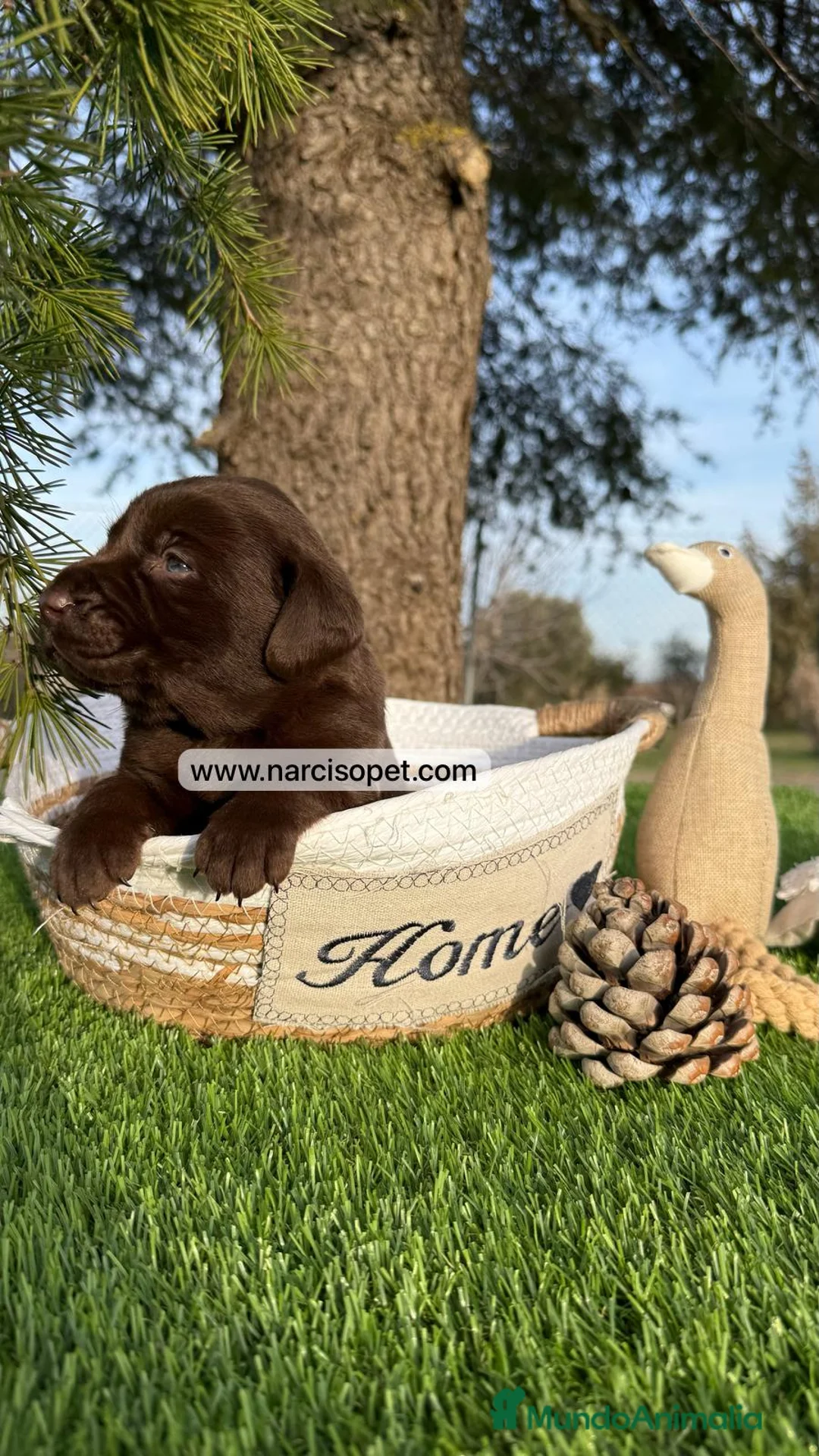 Labrador Retriever perros en venta: LABRADORES CRIA NACIONAL en Asturias - Anuncio 3