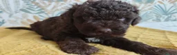 Perro de Agua Español perros en venta: Espectacular PDA - Anuncio 7
