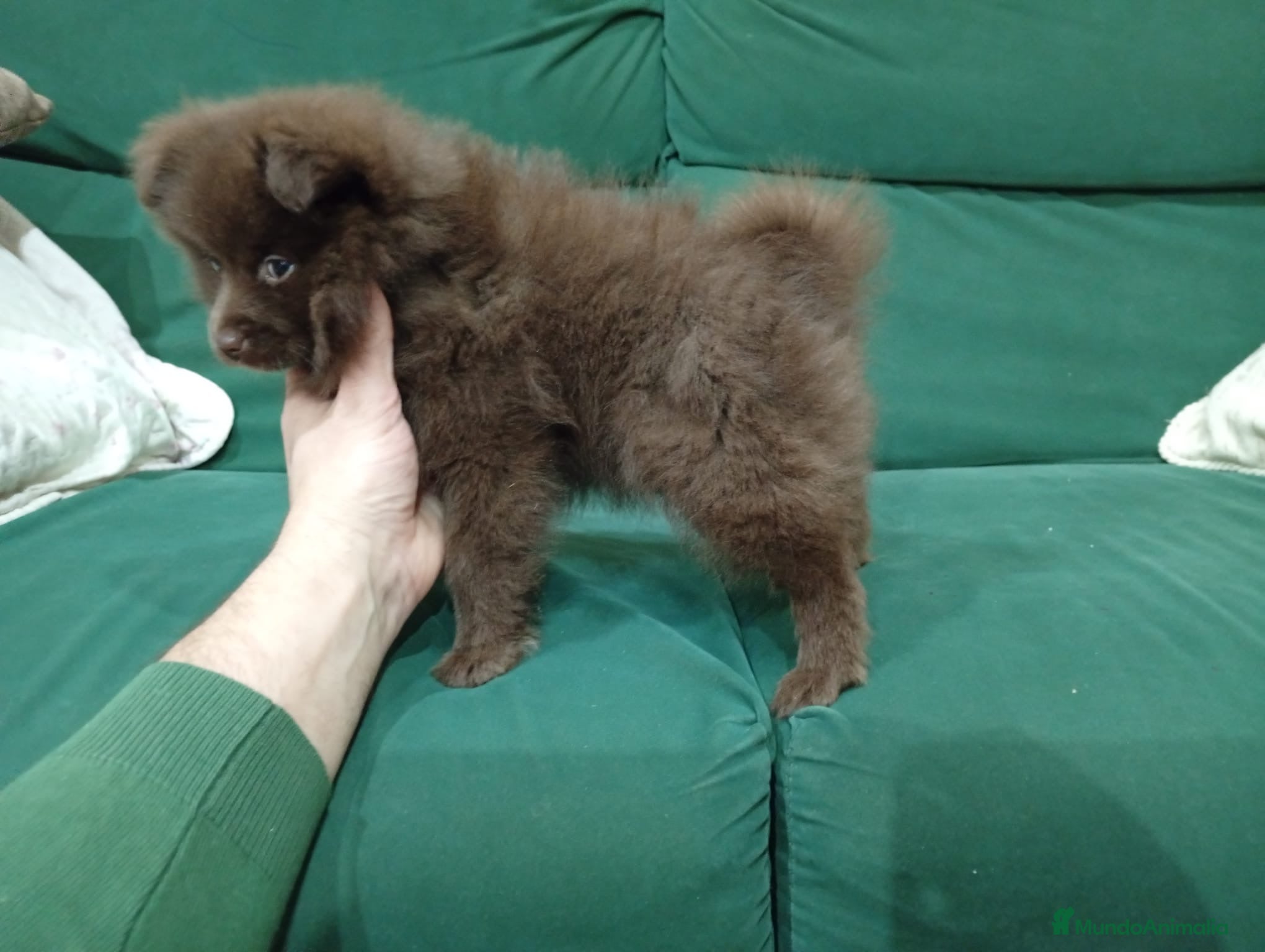 Pomerania perros Pomerania hembra  - Anuncio 1