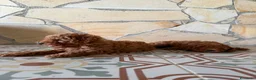 Caniche Toy perros en venta: Camada de caniches toy  - Anuncio 4