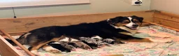 Pastor Australiano perros en venta: Pastor australiano camada - Anuncio 1