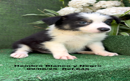 Border Collie perros en venta: BORDER COLLIE DE VILLA BIZNAGA - Imagen 30