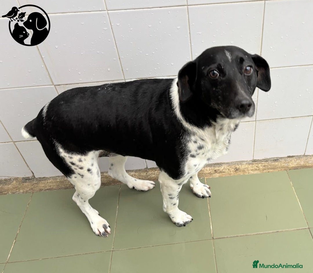 Raza Mixta perros en adopcion: BAT.. - Anuncio 1