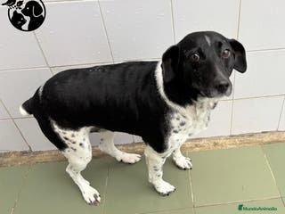 Raza Mixta perros BAT.. - Anuncio 1