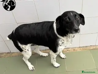 Raza Mixta perros BAT.. - Anuncio 1