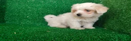 Bichón Maltés perros en venta: Bichón maltés  - Anuncio 9