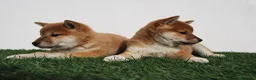 Shiba Inu perros en venta: Cachorros de Shiba Inu del Alto del Pago - Anuncio 7