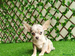 Chihuahua perros Chihuahua Toy - Anuncio 18