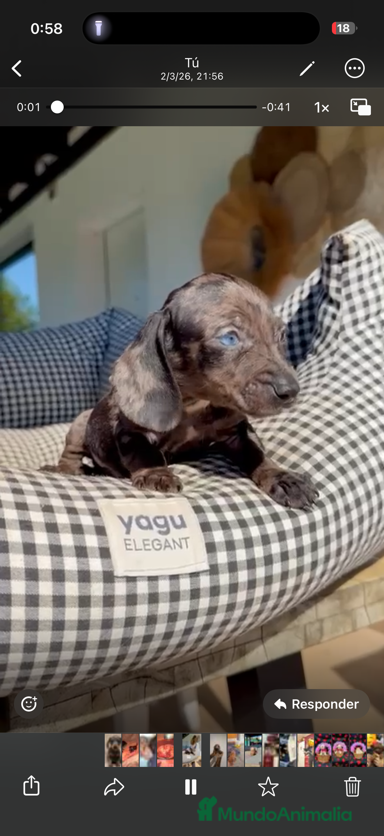 Teckel Miniatura perros Teckel Kanichen  - Anuncio 3