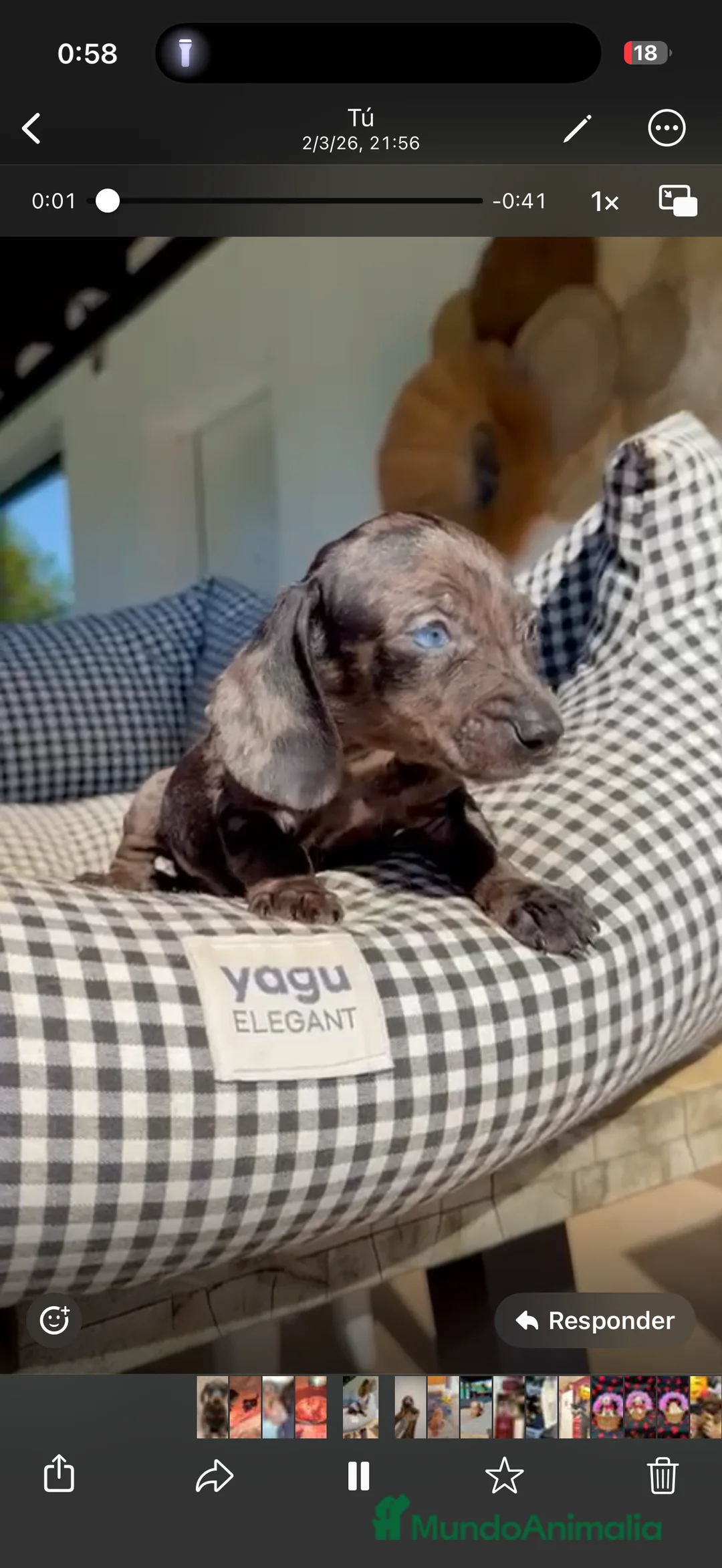 Teckel Miniatura perros en venta: Teckel Kanichen  - Anuncio 1