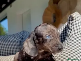 Teckel Miniatura perros Teckel Kanichen - Anuncio 3