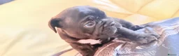 Bulldog Francés perros en venta: Buldog francés  - Anuncio 2