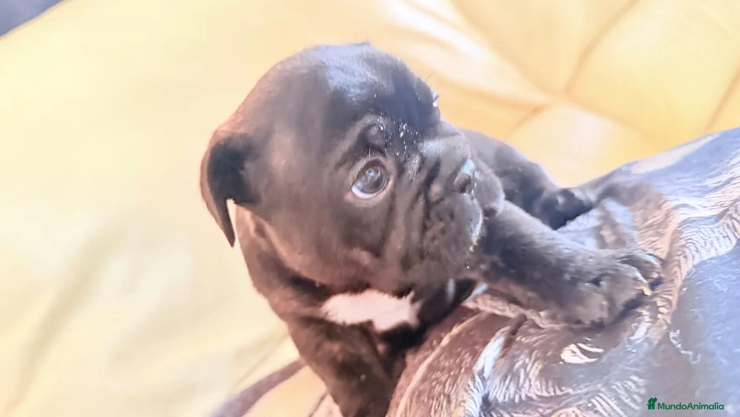 Bulldog Francés perros en venta: Buldog francés  - Anuncio 2