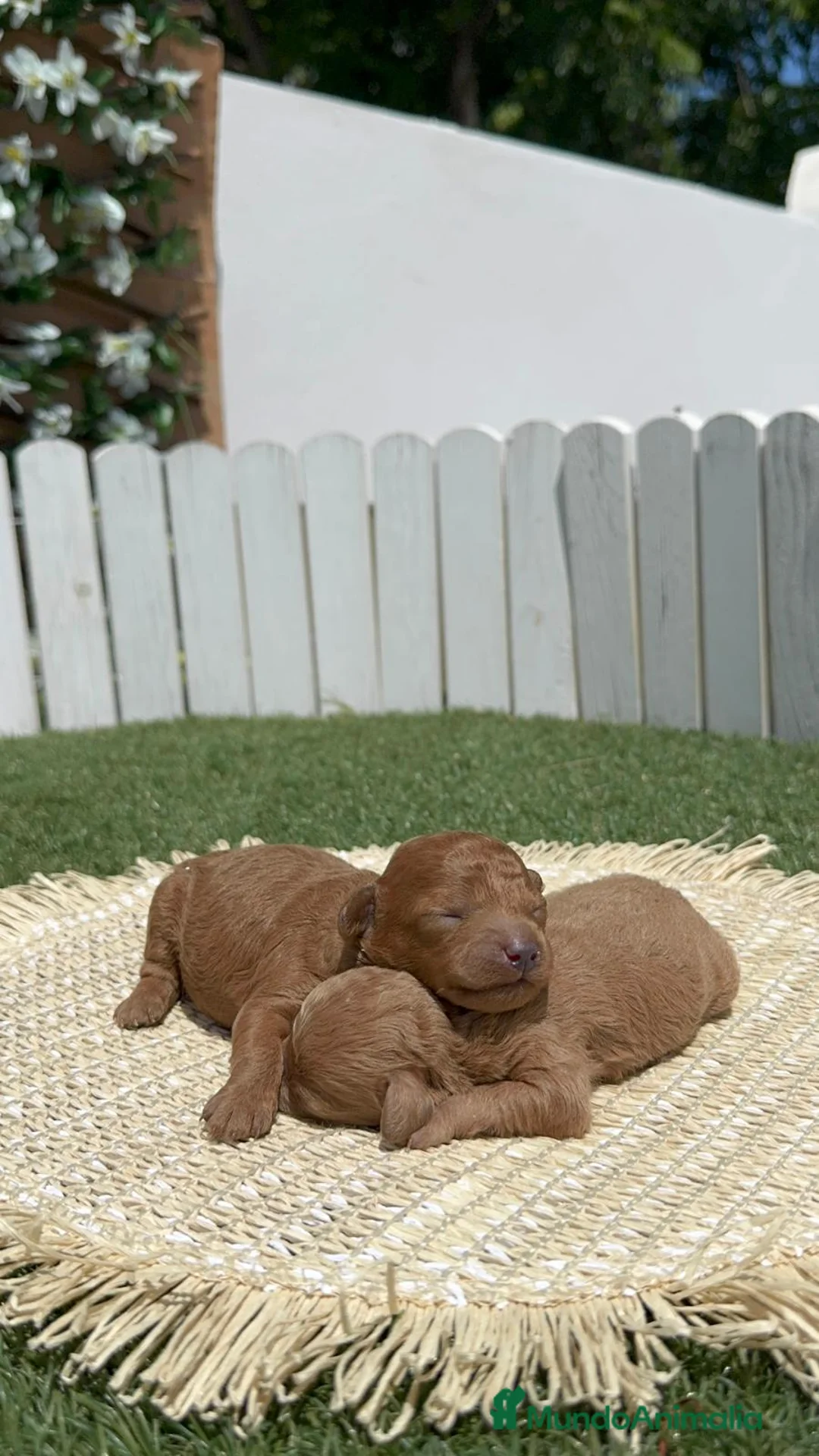 Caniche Toy perros en venta: CANICHE TOY - Anuncio 2