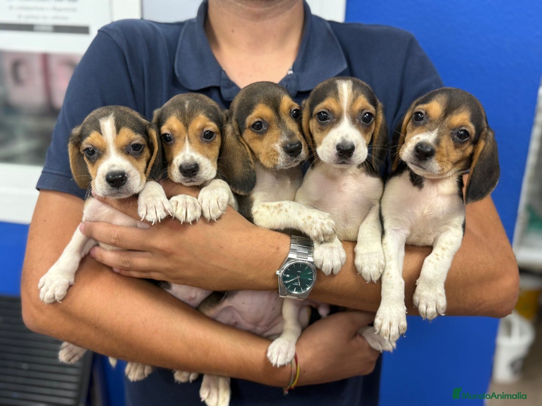 Beagle perros en venta: Cachorros Beagle 500€ ¡PRECIO REAL! - Imagen 4
