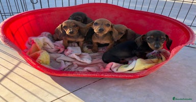 Teckel Miniatura perros en Valencia - Anuncio 2