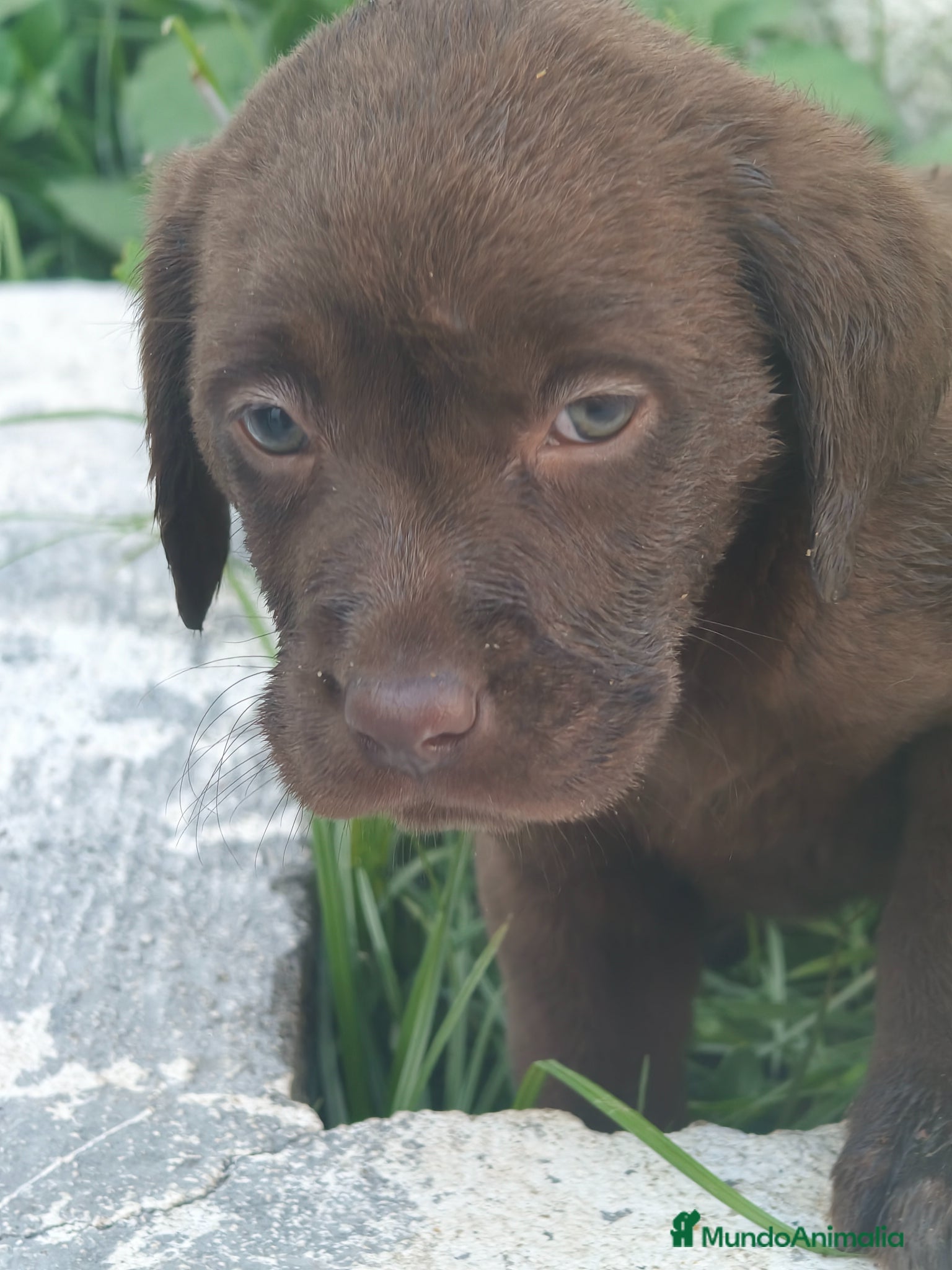 Labrador Retriever perros Labrador retriever línea inglesa  - Anuncio 3