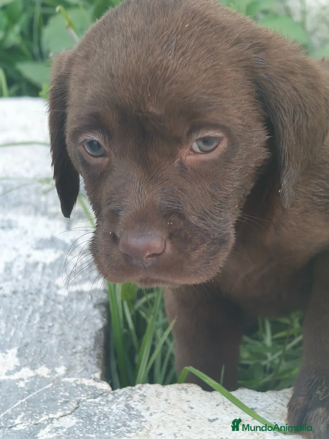 Labrador Retriever perros en venta: Labrador retriever línea inglesa  - Anuncio 1