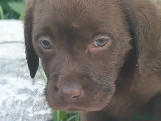 Labrador Retriever perros Labrador retriever línea inglesa - Anuncio 3