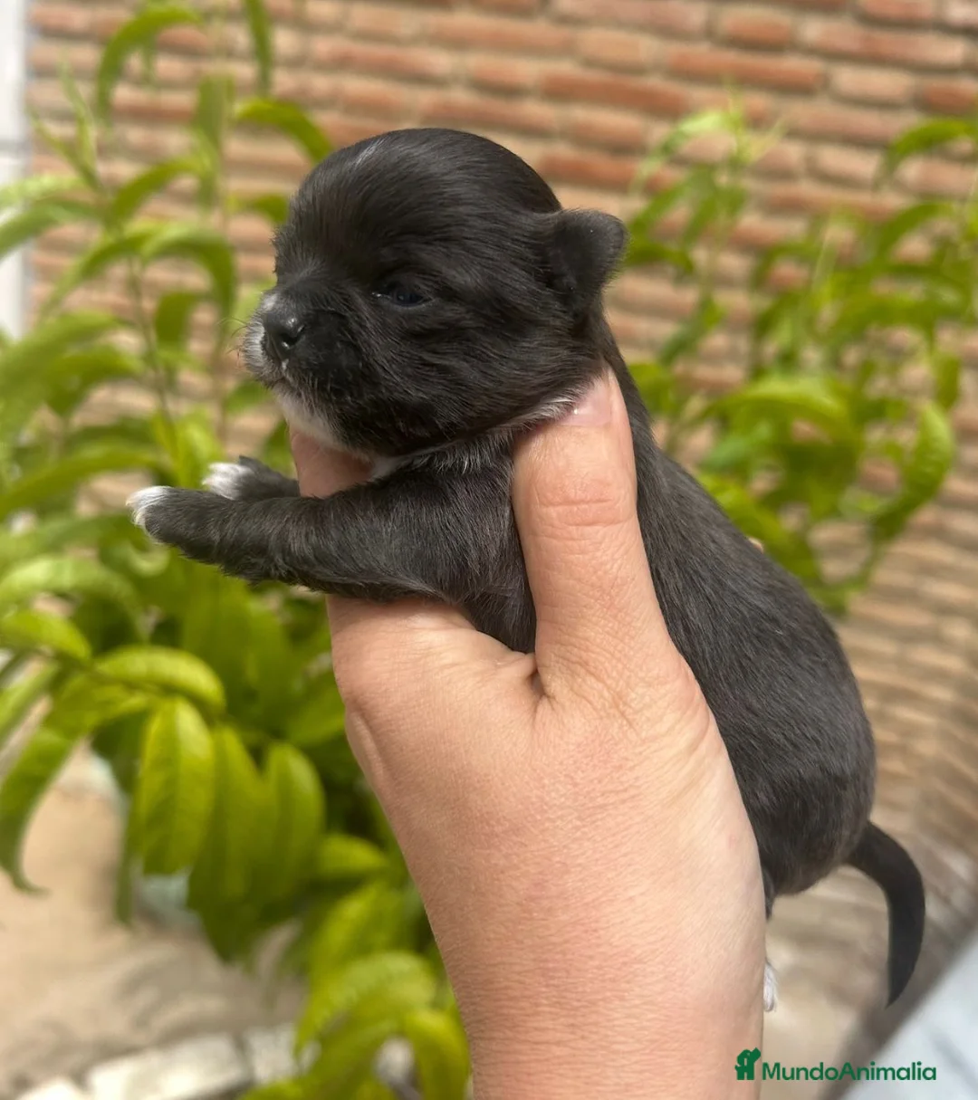 Chihuahua perros en venta: Preciosos chihuahuas🐾💙 - Anuncio 1