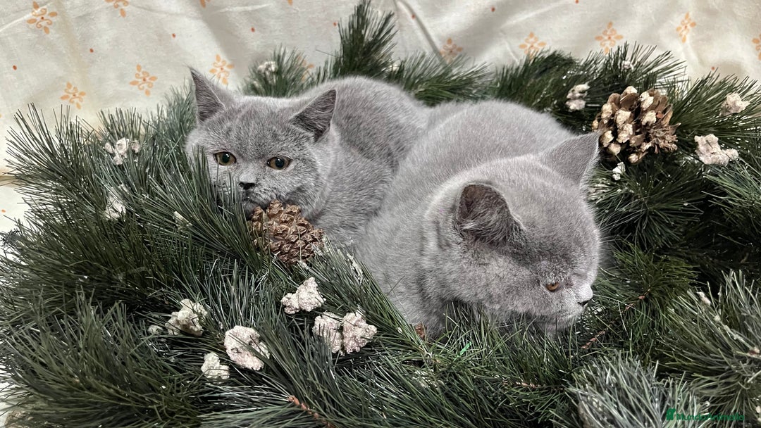 Británico de Pelo Corto gatos en venta: British Shorthair - camada disponible (4 meses) - Anuncio 7