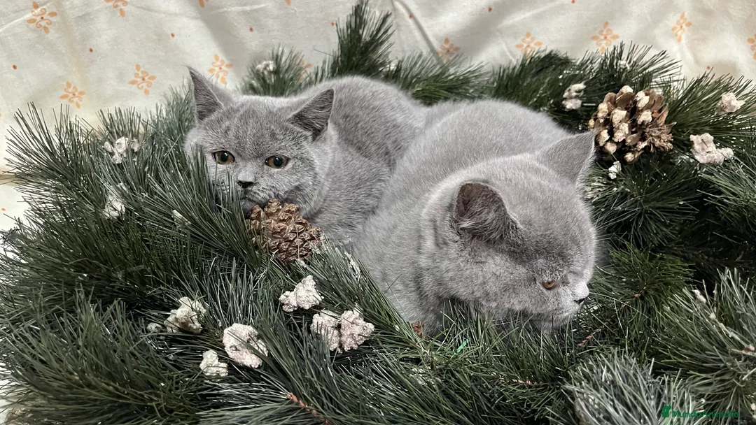 Británico de Pelo Corto gatos en venta: British Shorthair - camada disponible (4 meses) - Anuncio 7