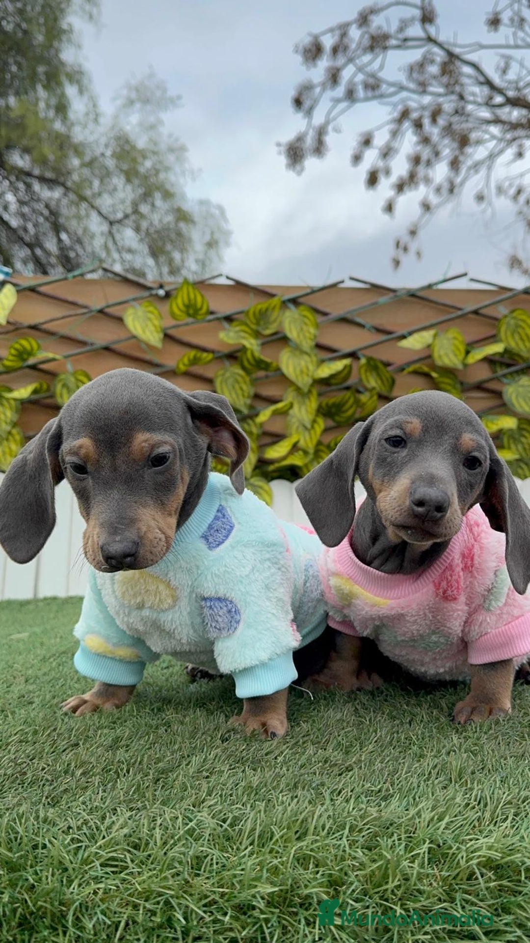 Teckel Miniatura perros en venta: TECKEL MINIATURA BLUE - Anuncio 2