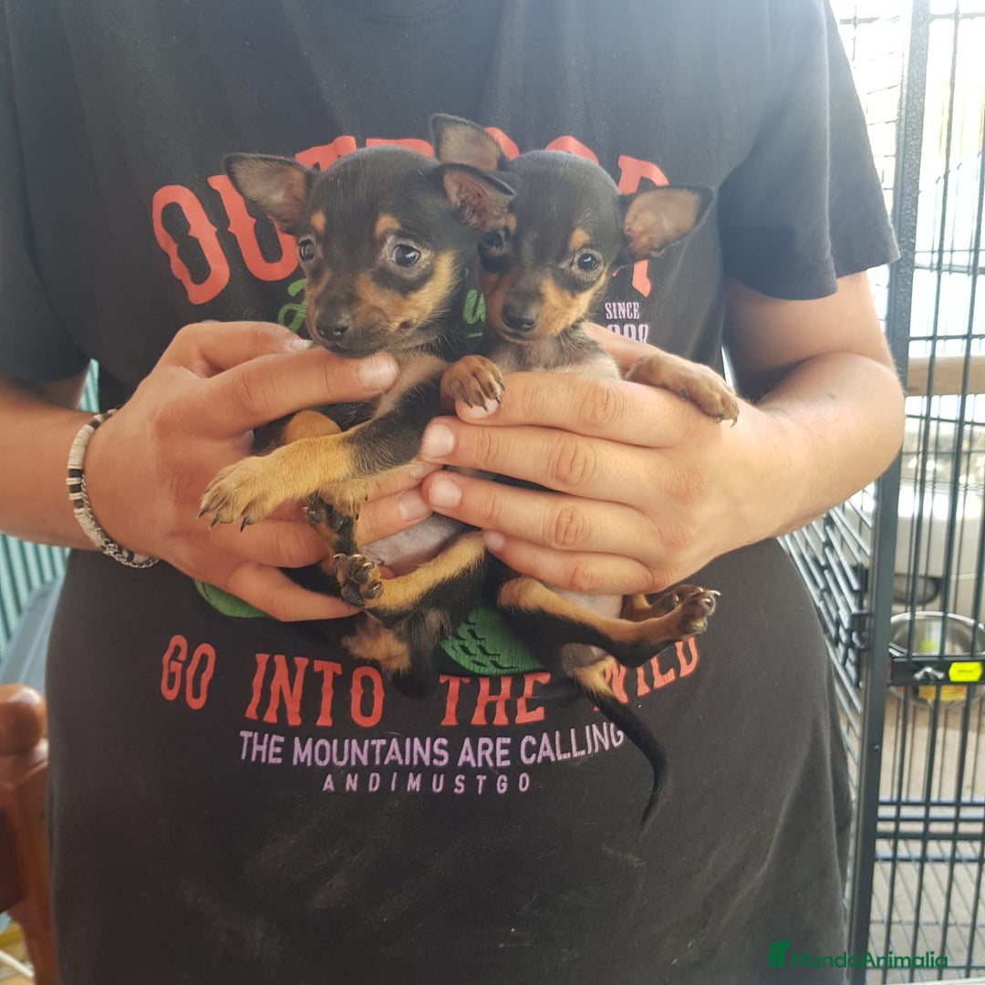 Ratón de Praga perros en venta: Raton de Praga  - Anuncio 6