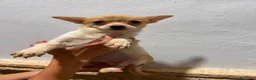 Pomchi perros en venta: Pomchis - Anuncio 2