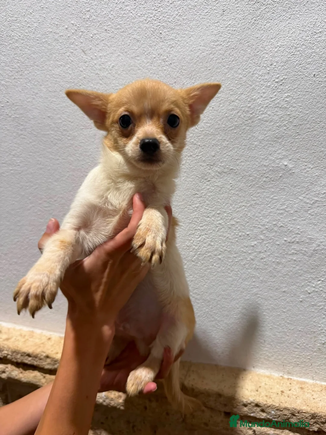 Pomchi perros en venta: Pomchis - Anuncio 2