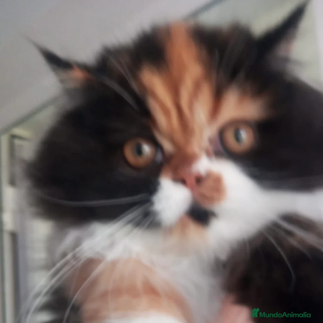 Persa gatos en venta: Persa Tricolor  - Anuncio 5