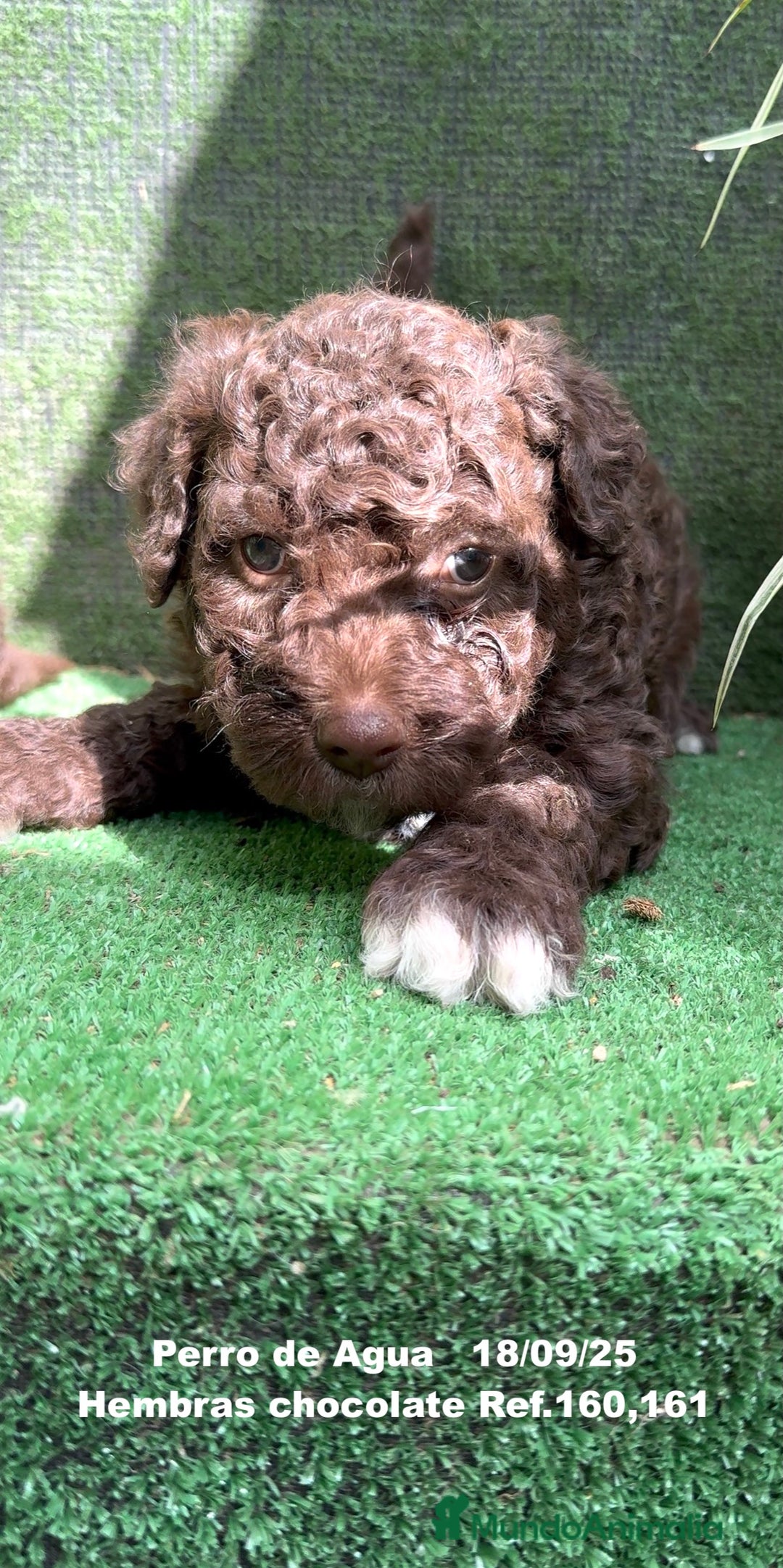 Perro de Agua Español perros en venta: Perro de Agua Español hembra - Anuncio 2