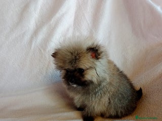 Pomerania perros en Granada - Anuncio 39