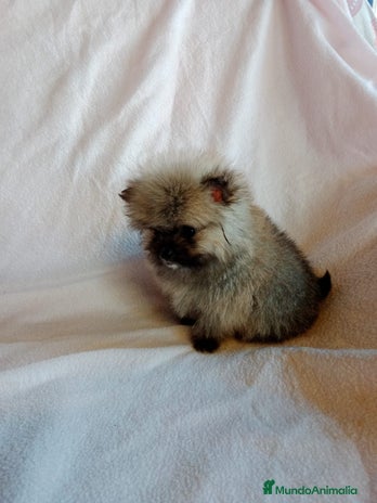 Pomerania perros en Granada - Anuncio 3
