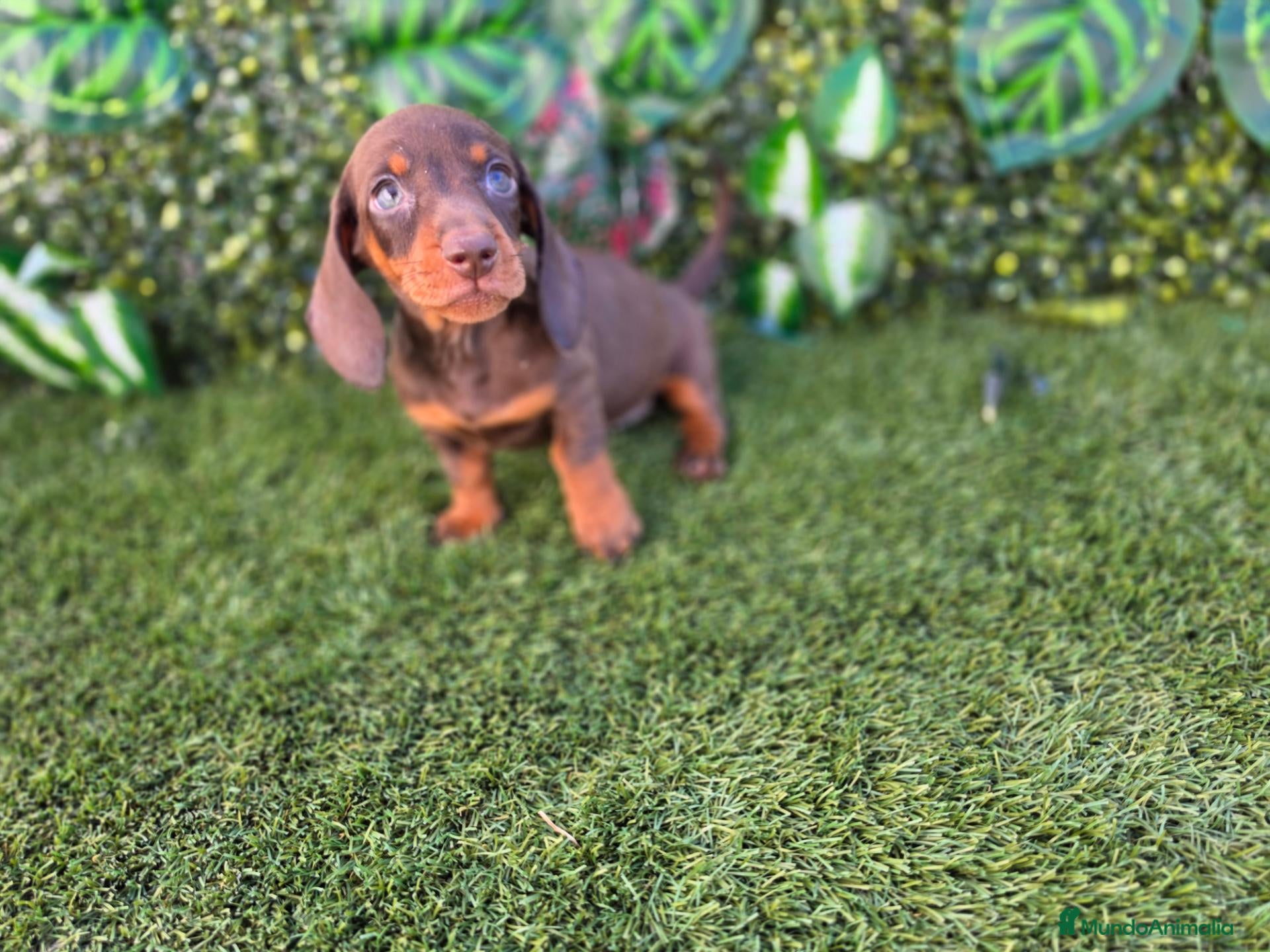 Teckel Miniatura perros TECKEL MINI & KANNINCHEN CHOCOLATE - Anuncio 1