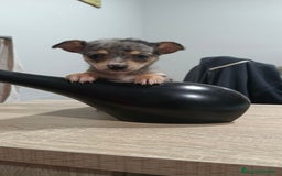 Chihuahua perros en venta: Hembra de chihuahua toys  - Anuncio 3