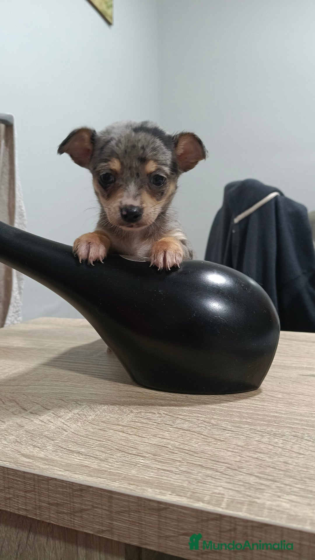 Chihuahua perros en venta: Hembra de chihuahua toys  - Anuncio 3