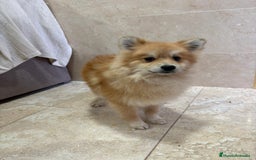 Pomerania perros en venta: OPORTUNIDAD Spitz pomerania  - Anuncio 8
