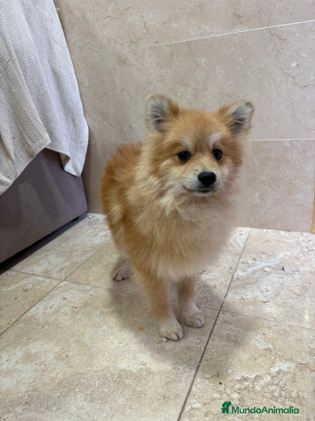 Pomerania perros en venta: OPORTUNIDAD Spitz pomerania  - Anuncio 8