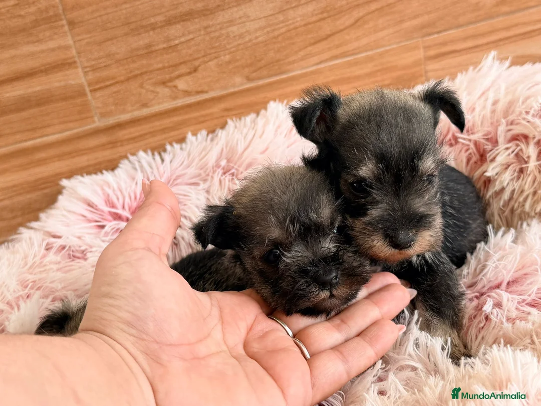 Schnauzer Miniatura perros en venta: Schnauzer mini  - Anuncio 12