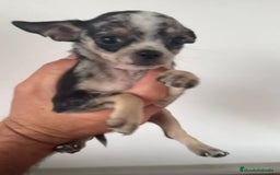 Chihuahua perros en venta: Chihuahuas merles - Imagen 4