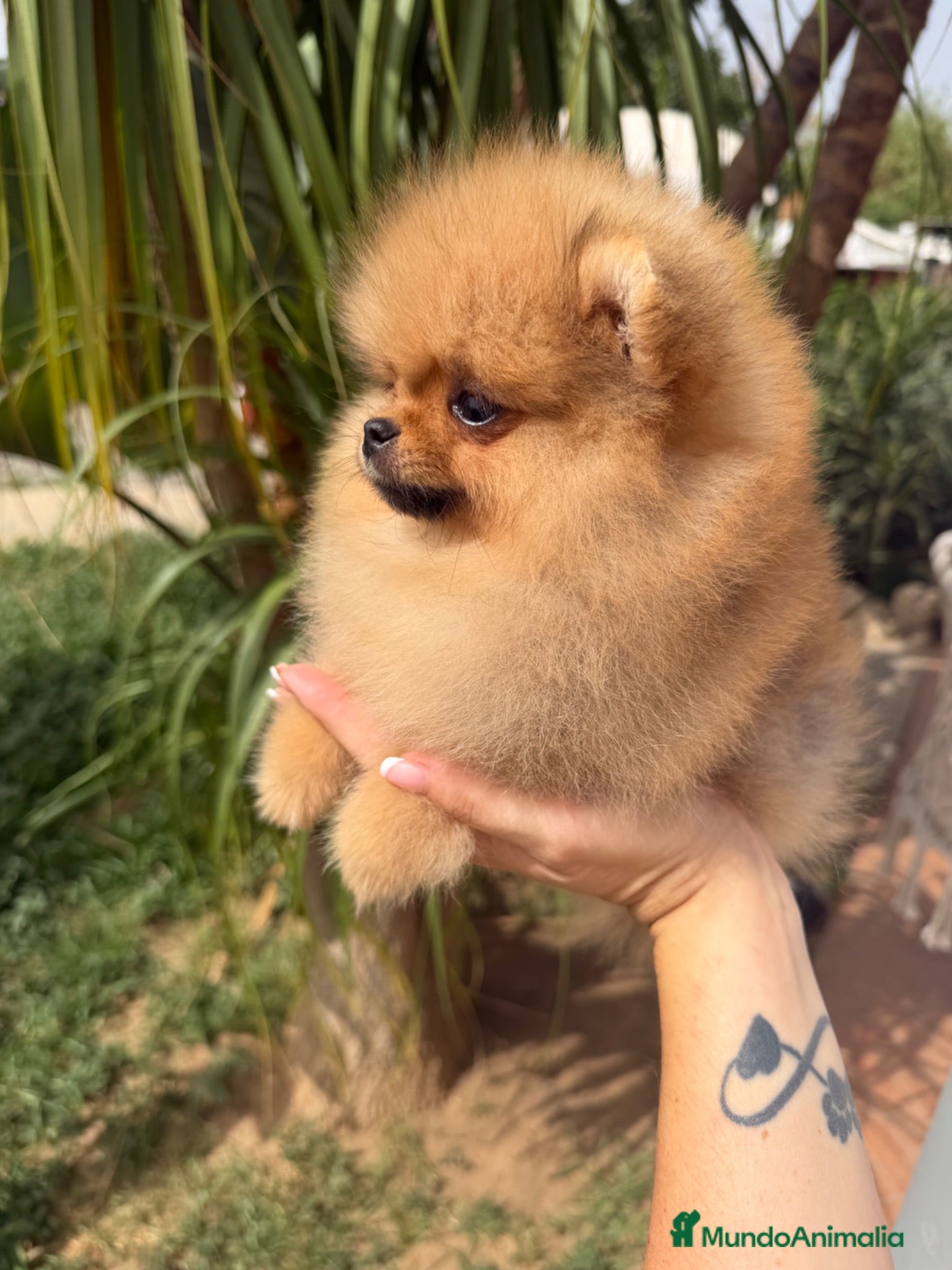 Pomerania perros Pomerania hembra súper miniatura - Anuncio 1