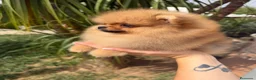 Pomerania perros en venta: Pomerania hembra súper miniatura - Anuncio 1