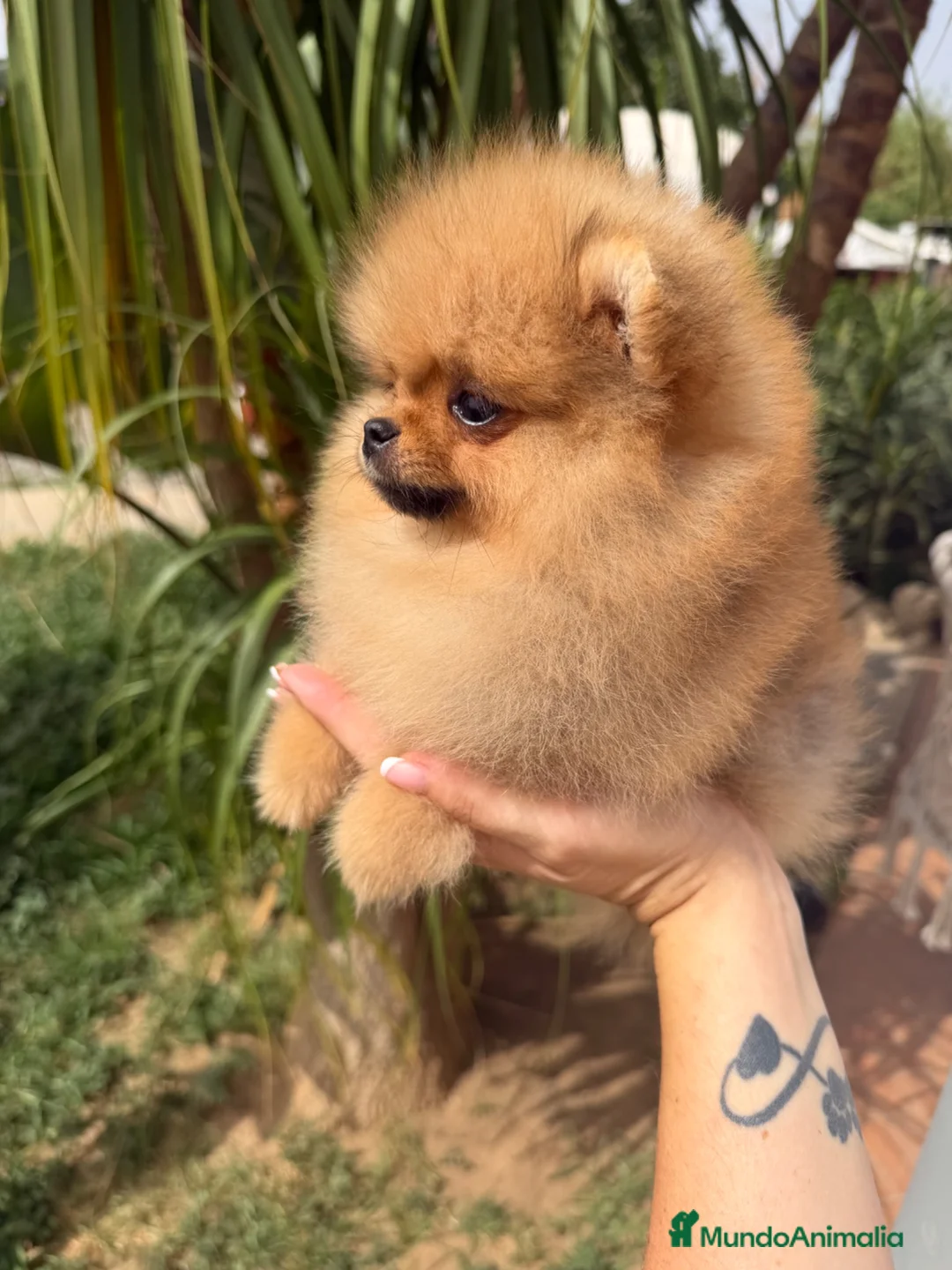 Pomerania perros en venta: Pomerania hembra súper miniatura - Anuncio 1